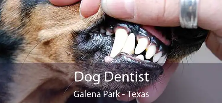 Dog Dentist Galena Park - Texas