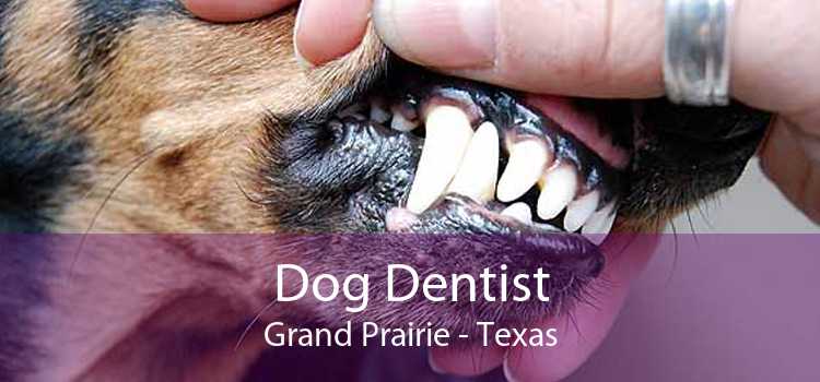 Dog Dentist Grand Prairie - Texas