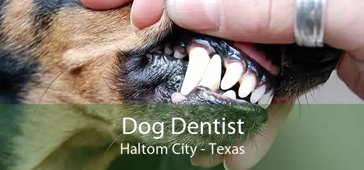 Dog Dentist Haltom City - Texas