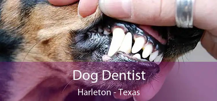 Dog Dentist Harleton - Texas