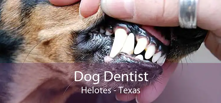 Dog Dentist Helotes - Texas