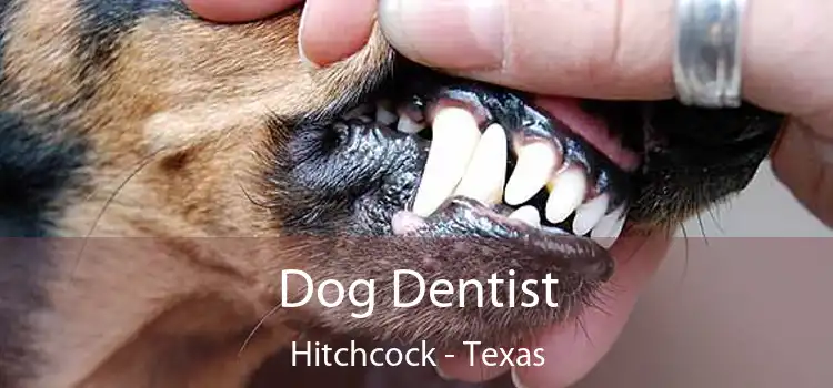 Dog Dentist Hitchcock - Texas