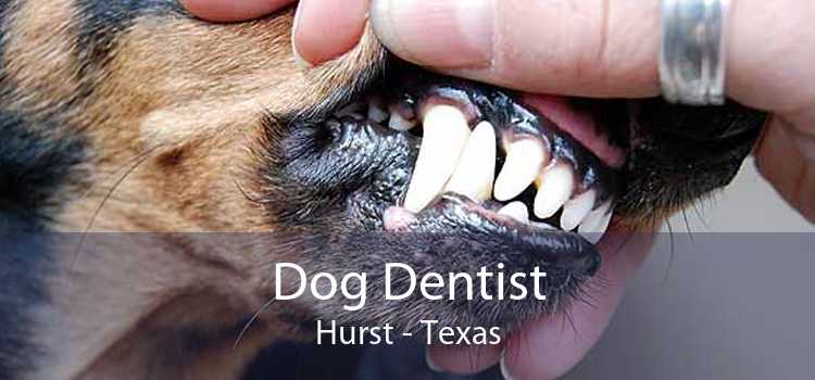 Dog Dentist Hurst - Texas