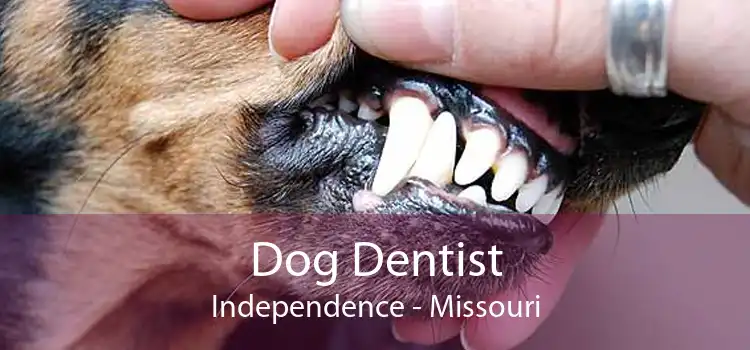 Dog Dentist Independence - Missouri