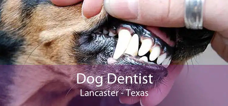 Dog Dentist Lancaster - Texas