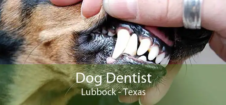 Dog Dentist Lubbock - Texas