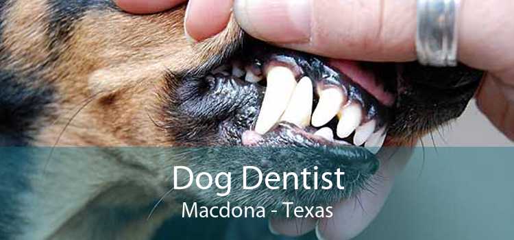 Dog Dentist Macdona - Texas