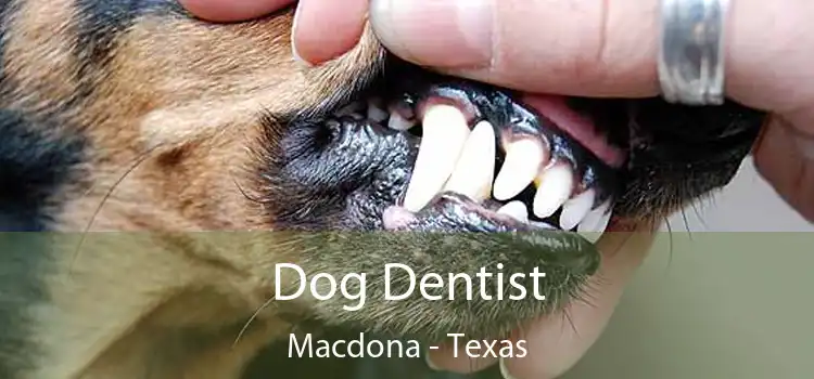 Dog Dentist Macdona - Texas