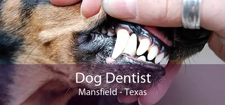 Dog Dentist Mansfield - Texas
