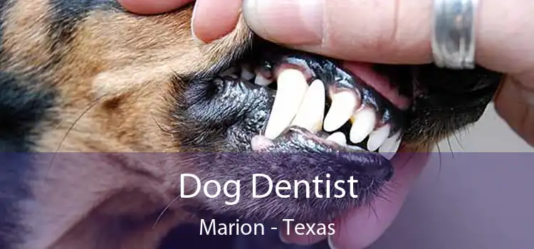 Dog Dentist Marion - Texas