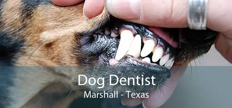 Dog Dentist Marshall - Texas