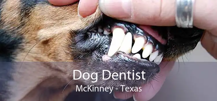 Dog Dentist McKinney - Texas