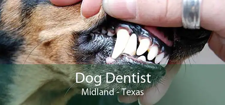 Dog Dentist Midland - Texas