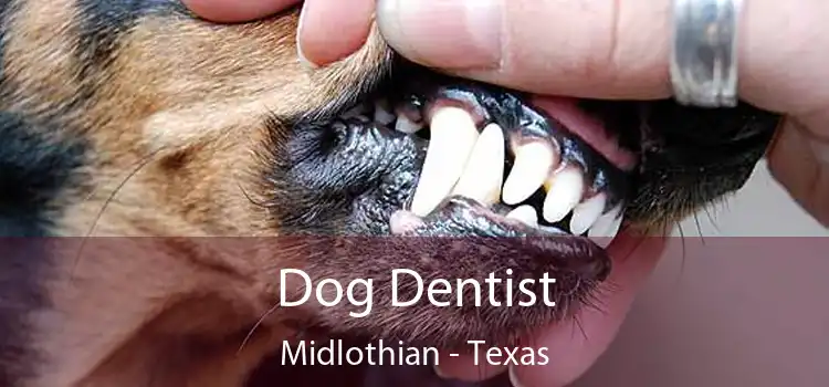 Dog Dentist Midlothian - Texas