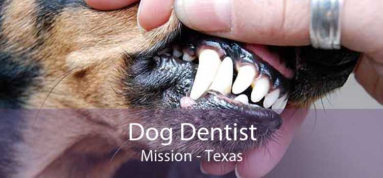 Dog Dentist Mission - Texas
