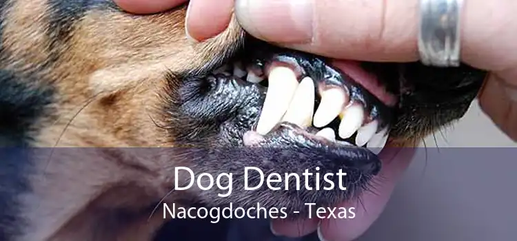 Dog Dentist Nacogdoches - Texas
