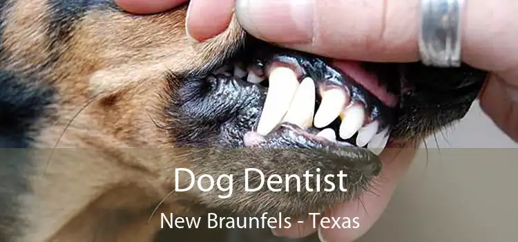 Dog Dentist New Braunfels - Texas