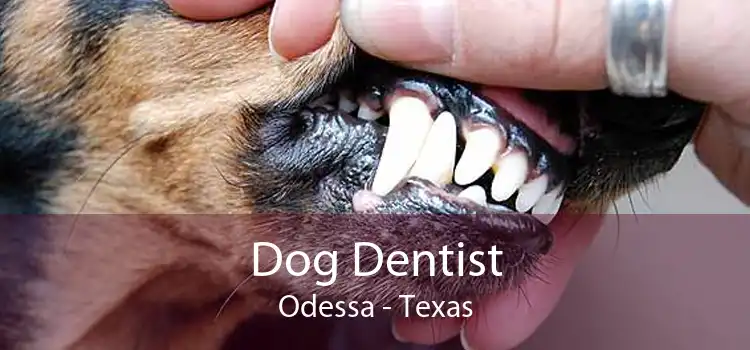 Dog Dentist Odessa - Texas