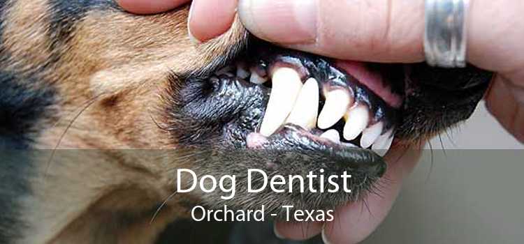 Dog Dentist Orchard - Texas