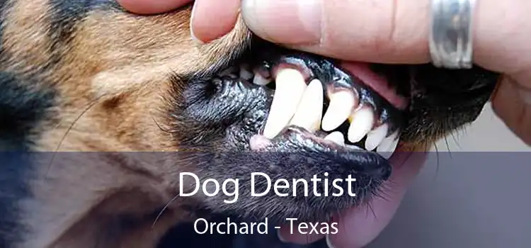 Dog Dentist Orchard - Texas