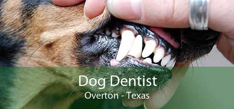 Dog Dentist Overton - Texas