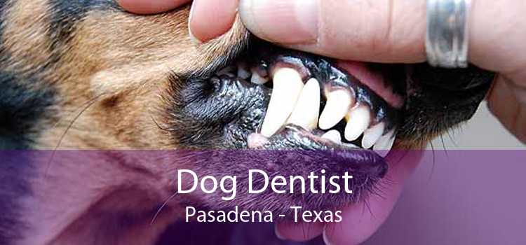 Dog Dentist Pasadena - Texas