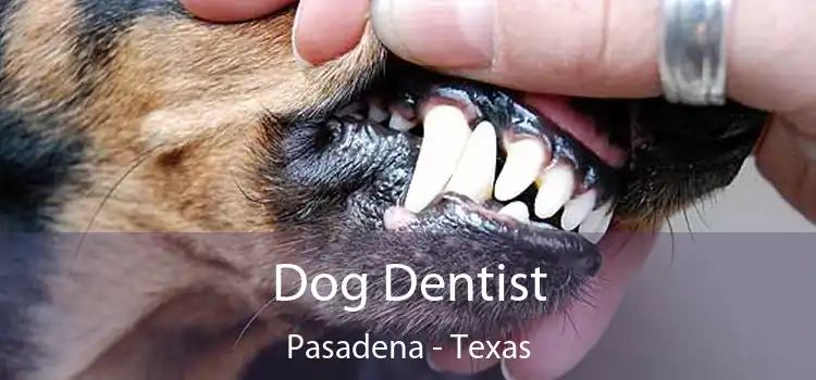 Dog Dentist Pasadena - Texas