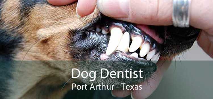 Dog Dentist Port Arthur - Texas