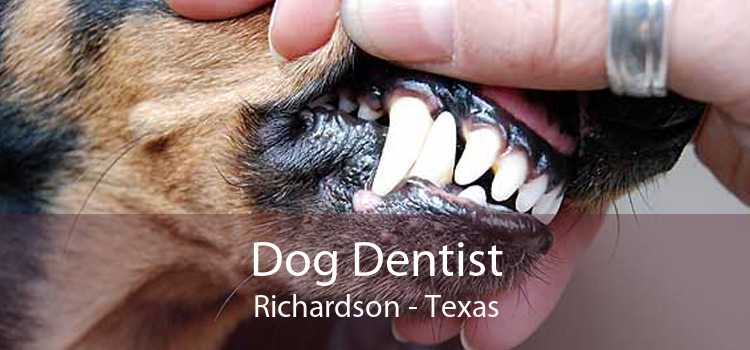 Dog Dentist Richardson - Texas