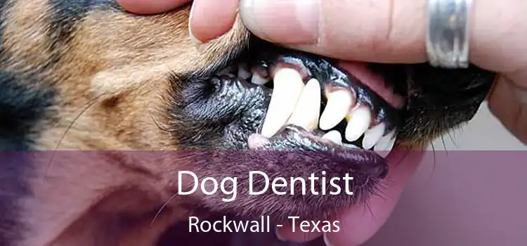 Dog Dentist Rockwall - Texas