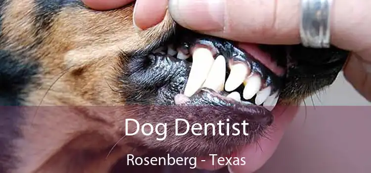 Dog Dentist Rosenberg - Texas