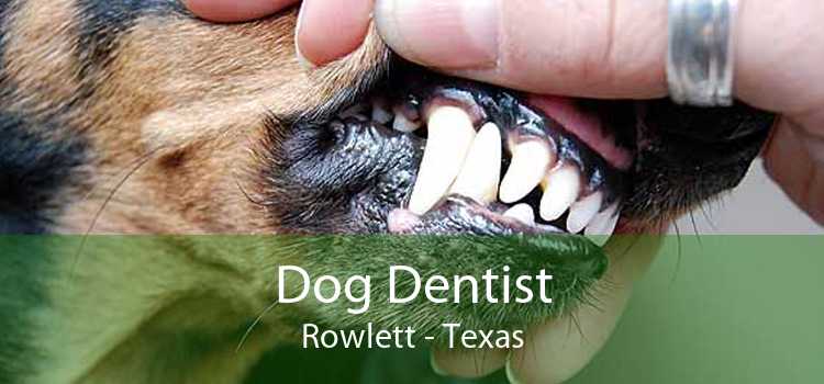 Dog Dentist Rowlett - Texas