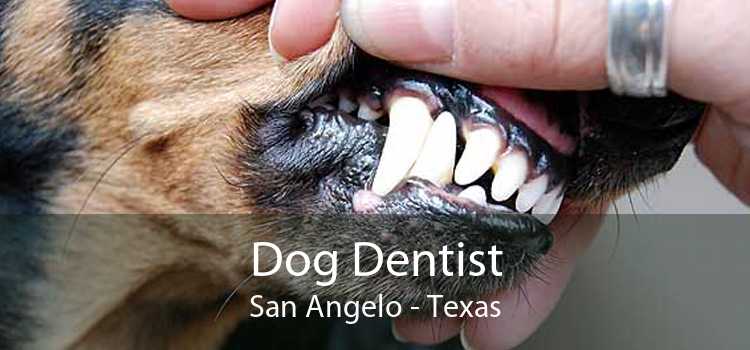 Dog Dentist San Angelo - Texas