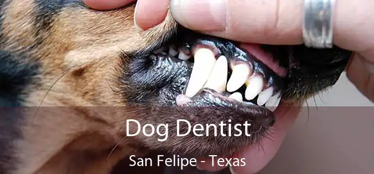 Dog Dentist San Felipe - Texas