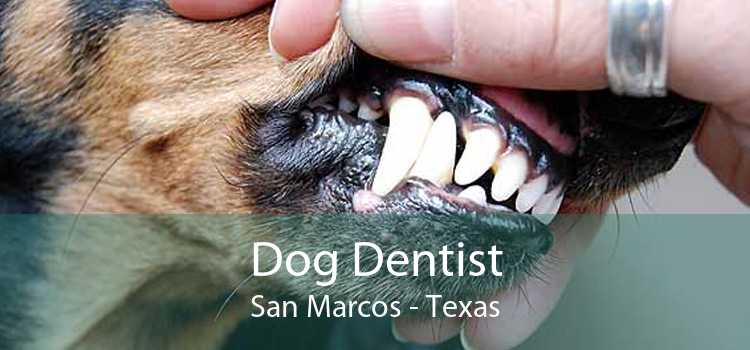 Dog Dentist San Marcos - Texas
