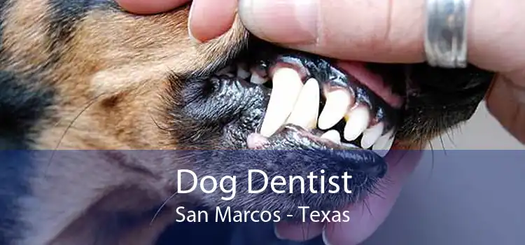 Dog Dentist San Marcos - Texas