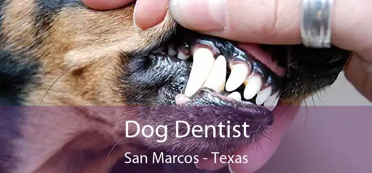 Dog Dentist San Marcos - Texas