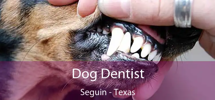 Dog Dentist Seguin - Texas