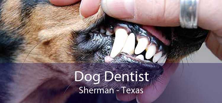 Dog Dentist Sherman - Texas