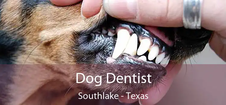 Dog Dentist Southlake - Texas