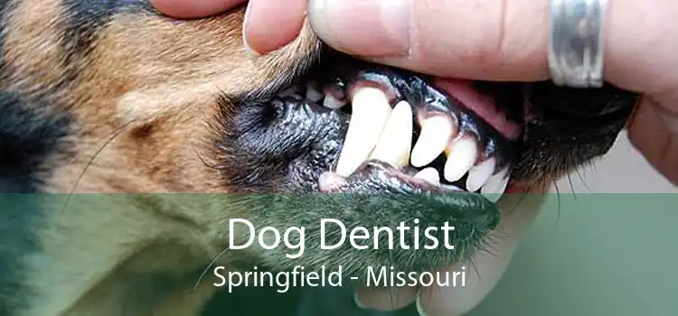 Dog Dentist Springfield - Missouri