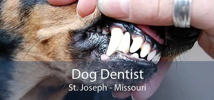 Dog Dentist St. Joseph - Missouri