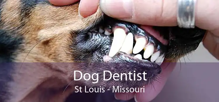 Dog Dentist St Louis - Missouri