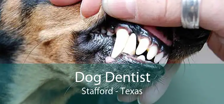 Dog Dentist Stafford - Texas