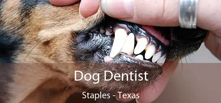 Dog Dentist Staples - Texas