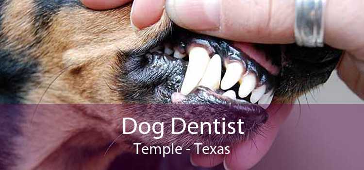 Dog Dentist Temple - Texas