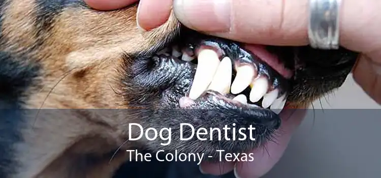 Dog Dentist The Colony - Texas