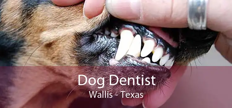 Dog Dentist Wallis - Texas