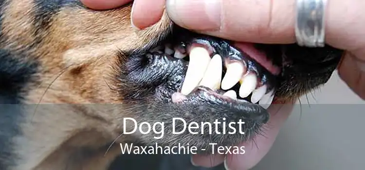 Dog Dentist Waxahachie - Texas