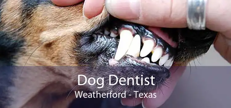 Dog Dentist Weatherford - Texas